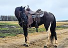 Paint - Horse for Sale in Sebeka, MN 56477